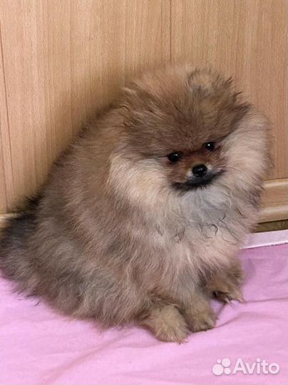 Померанский шпиц мальчик