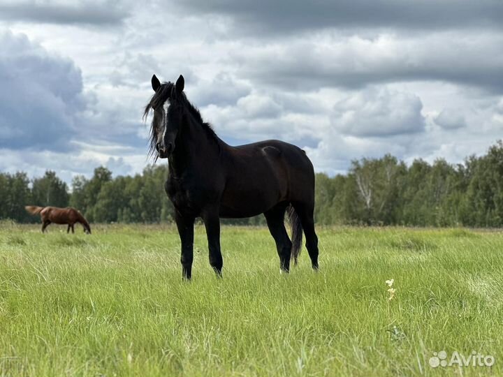 Продам лошадей
