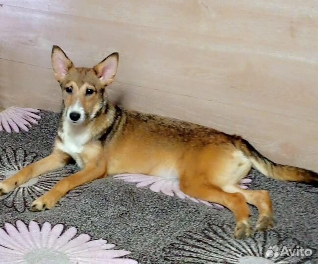 Щенок подросток