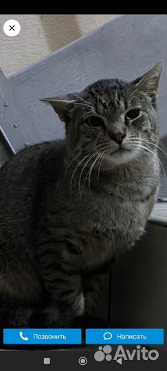 Кот под лестницей