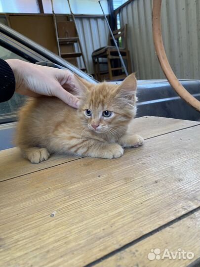 Отдам котенка в добрые руки