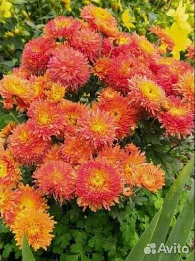 Хризантемы, крокусы