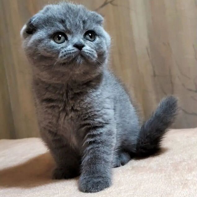 Шотландский вислоухий короткошёрстный котёнок