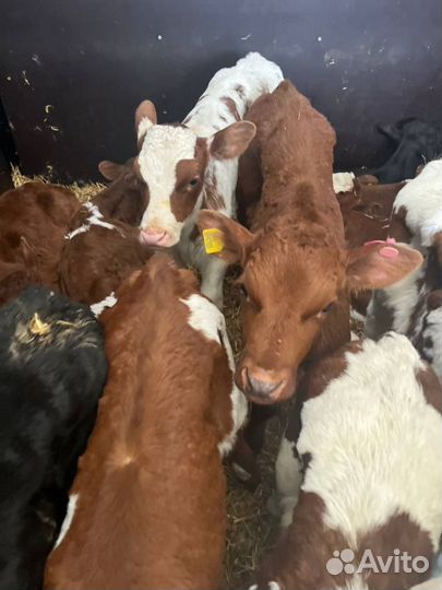 Телята бычки скот с доставкой до двора