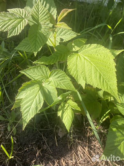 Малина ремонтантная