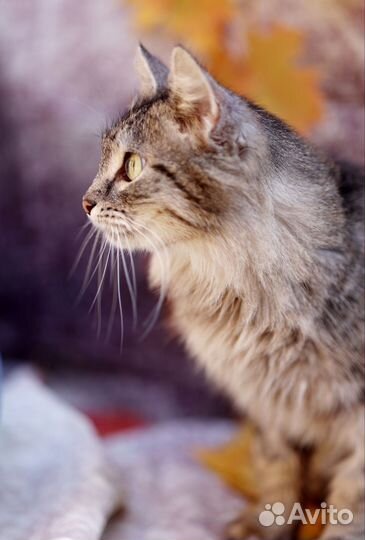 Кошка в дар