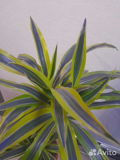 Драцена лимон лайм 90 см с доставкой