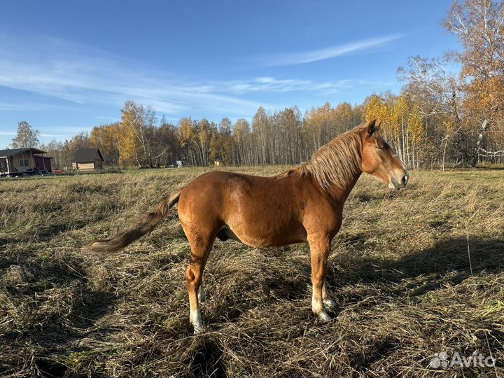 Лошадь жеребчик
