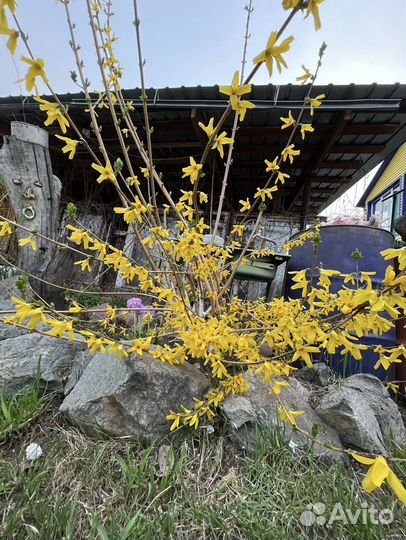 Форзиция, Пузыреплодник, Чубушник, Спиреи