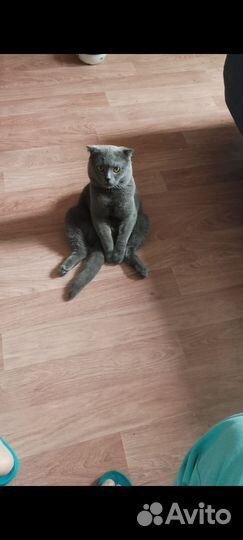 Кот бесплатно