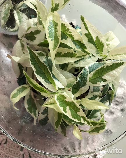 Фикус сагитата вариегатный в тепличке