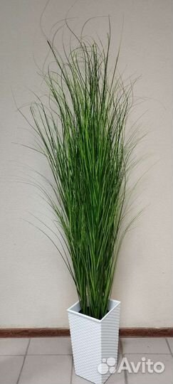 Осока искусственная высокая