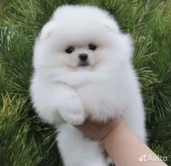 Щенки шпица мини