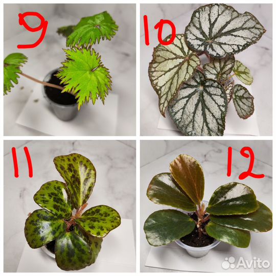 Бегонии природники