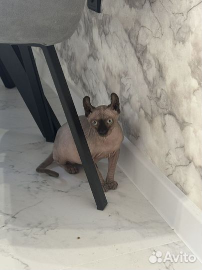 Канадский сфинкс