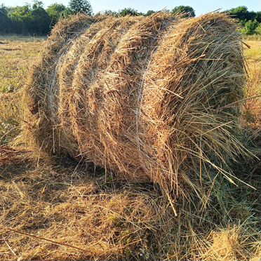 Продам сено в рулонах