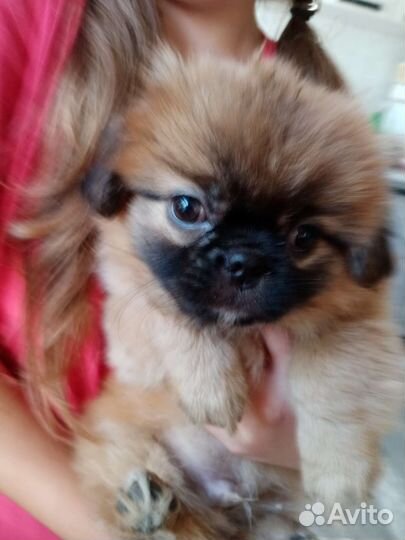 Щенки пекинеса