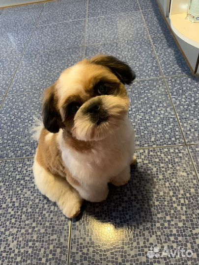 Шит цу вязка