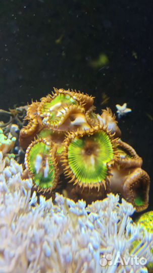 Живые морские кораллы в аквариум