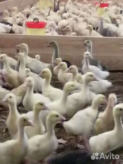 Инкубационное яйцо гусей. Гусята