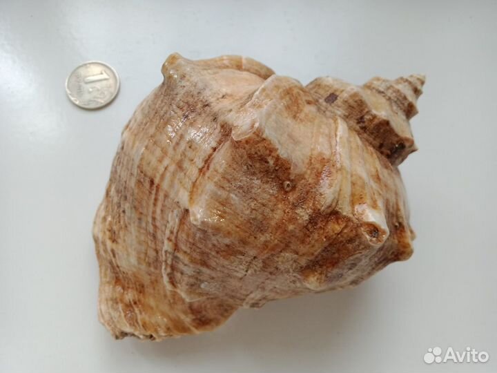 Раковина моллюска морская