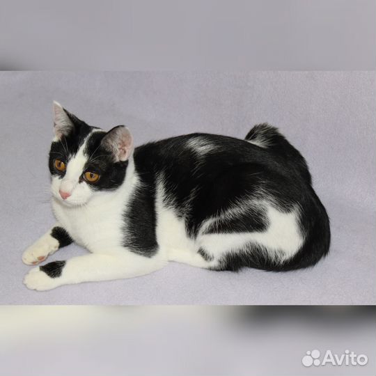 Котенок подросток ищет дом