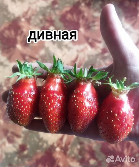 Рассада клубники, усы клубники