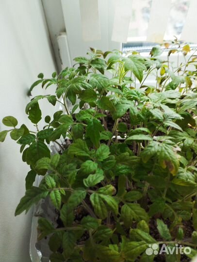 Томат, помидоры