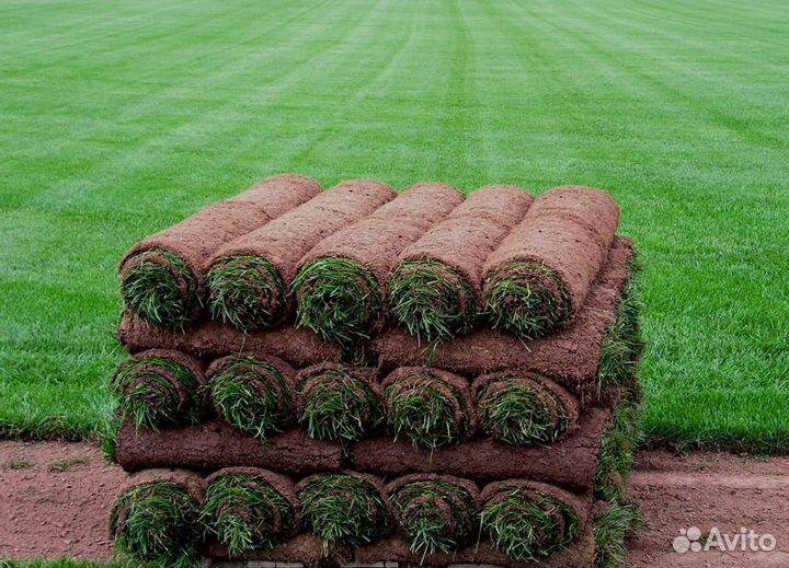 Газон рулонный Спортивный