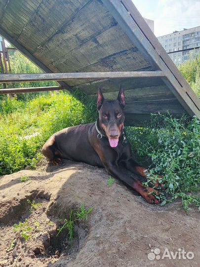 Передержка всех видов животных, гуляю с собаками