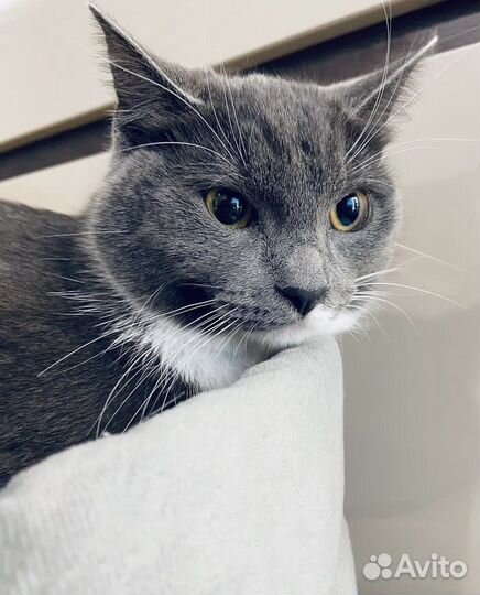 Передержка котов и кошек