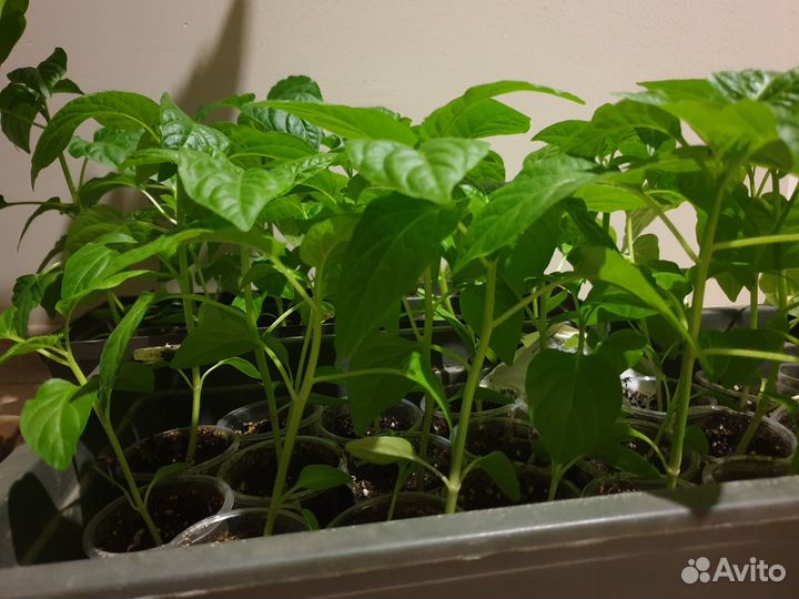 Рассада перцев, томатов, петунии