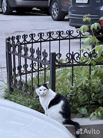 Кошка в добрые руки