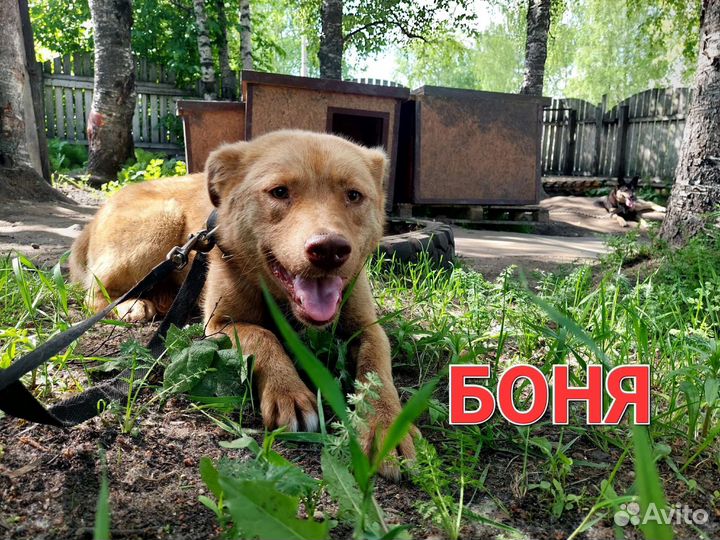 Собака в добрые руки