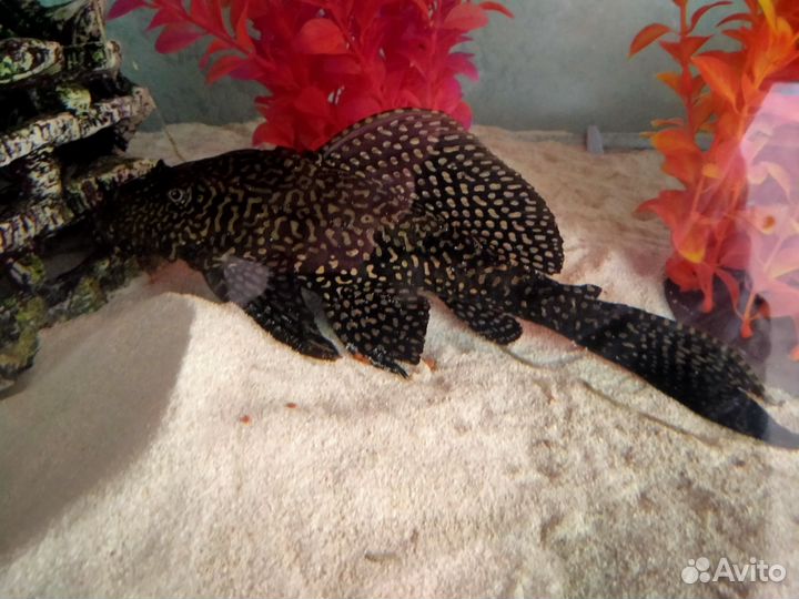 Анциструс 20 см