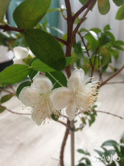 Мирт крупно и мелко листный