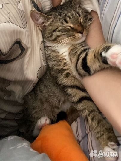 Котенок