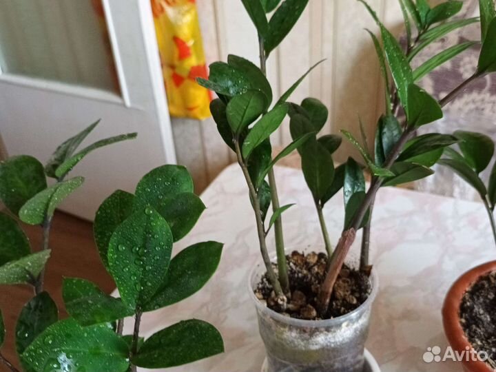 Замиокулькос