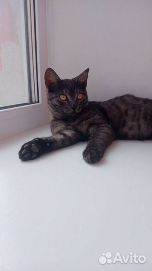 Кот в дар