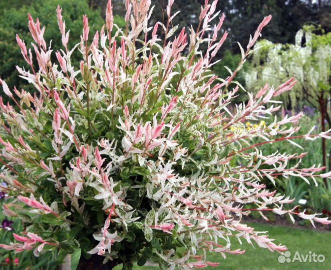 Ива Хакуро Нишики (черенки)