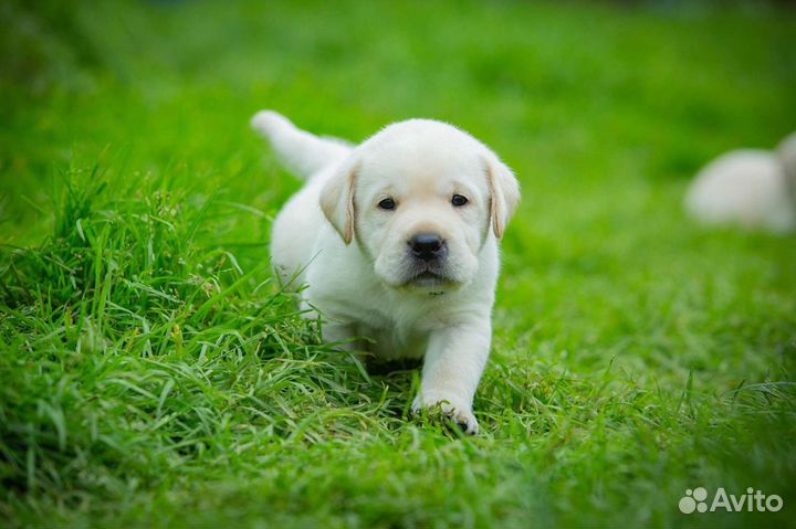 Лабрадоры РКФ