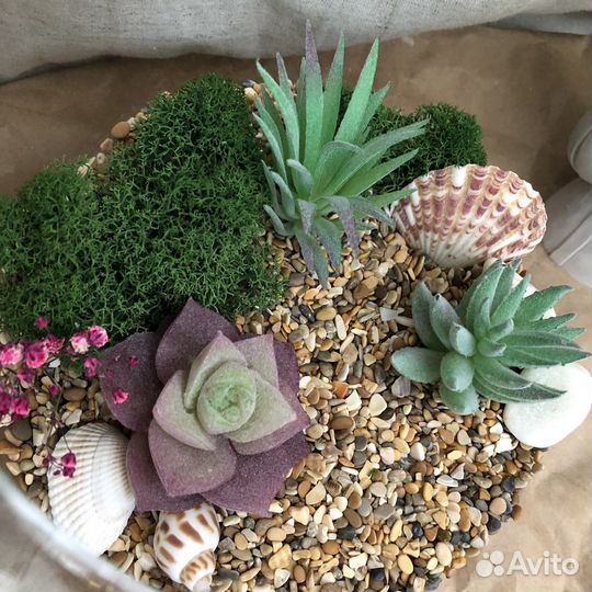 Флорариум суккуленты