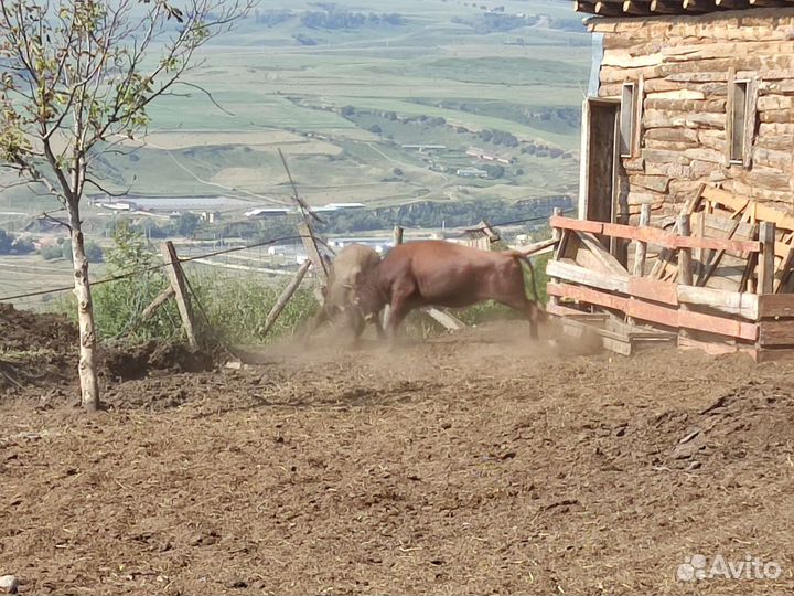 Бычки и быки на мясо