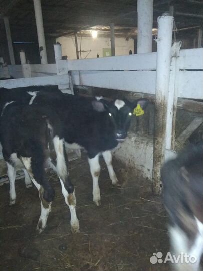 Бычки холмогоры