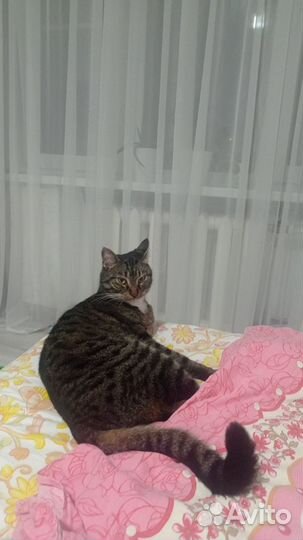 Отдам кота в добрые руки