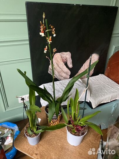 Орхидея камбрия