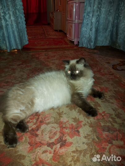 Британские котята