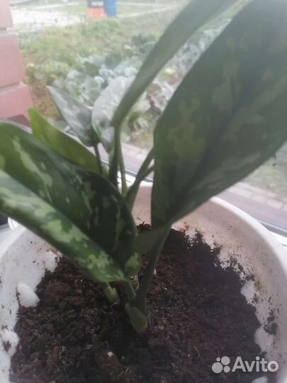 Спатифиллум и аглаонемы