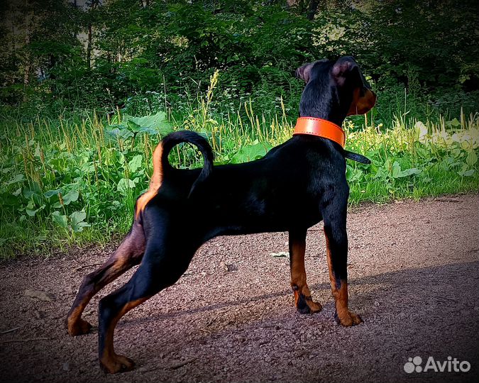 Подрощенные щенки цвергпинчера