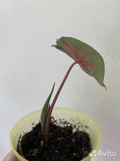 Каладиум Rose Glow